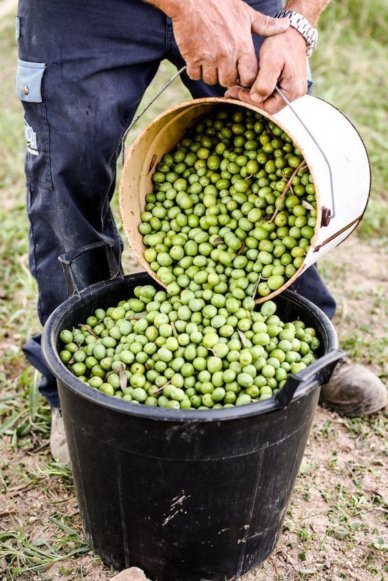 What Makes The Difference In Olive Oil? The Olives