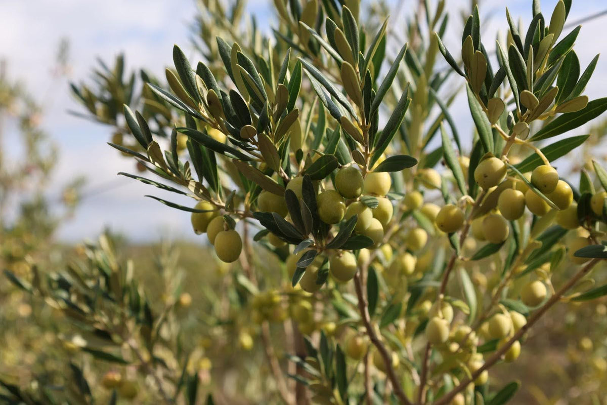 Green olives on the branch before harvest