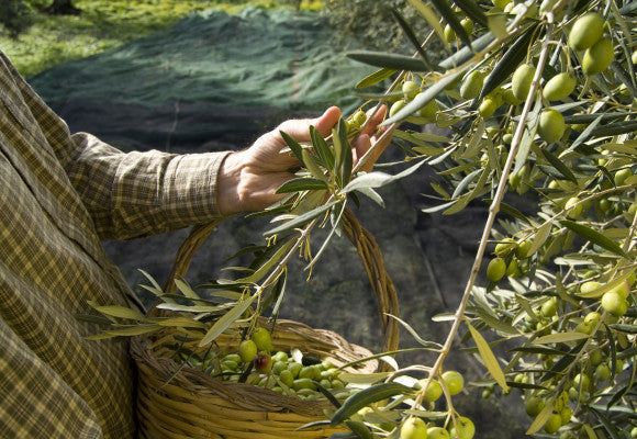 Early Harvest Olive Oil