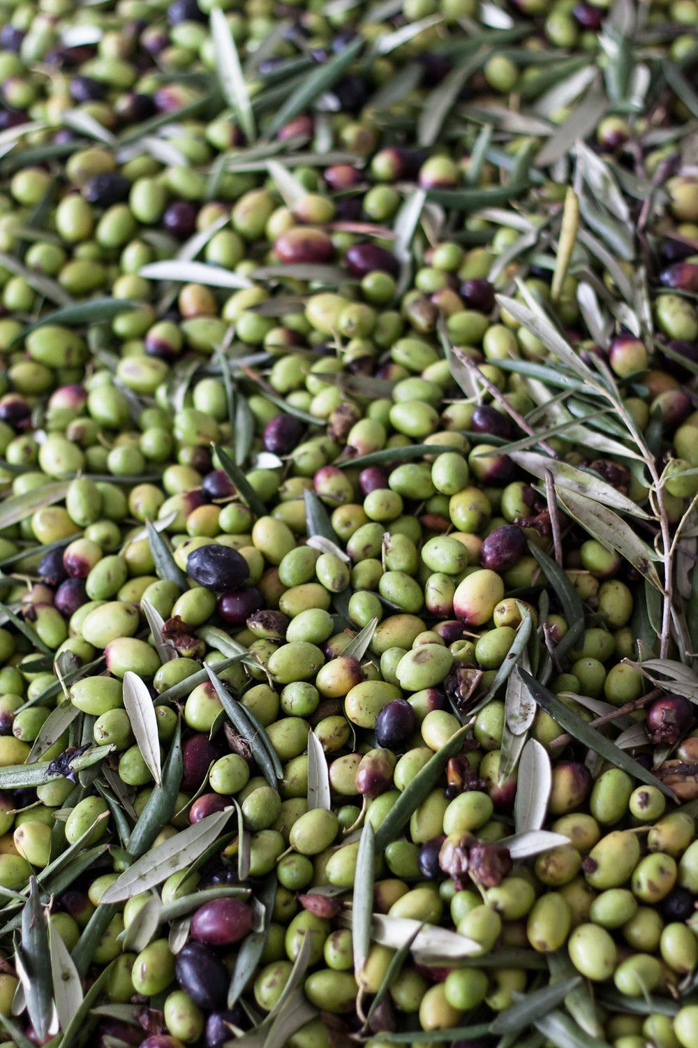 What is Extra Virgin Olive Oil?