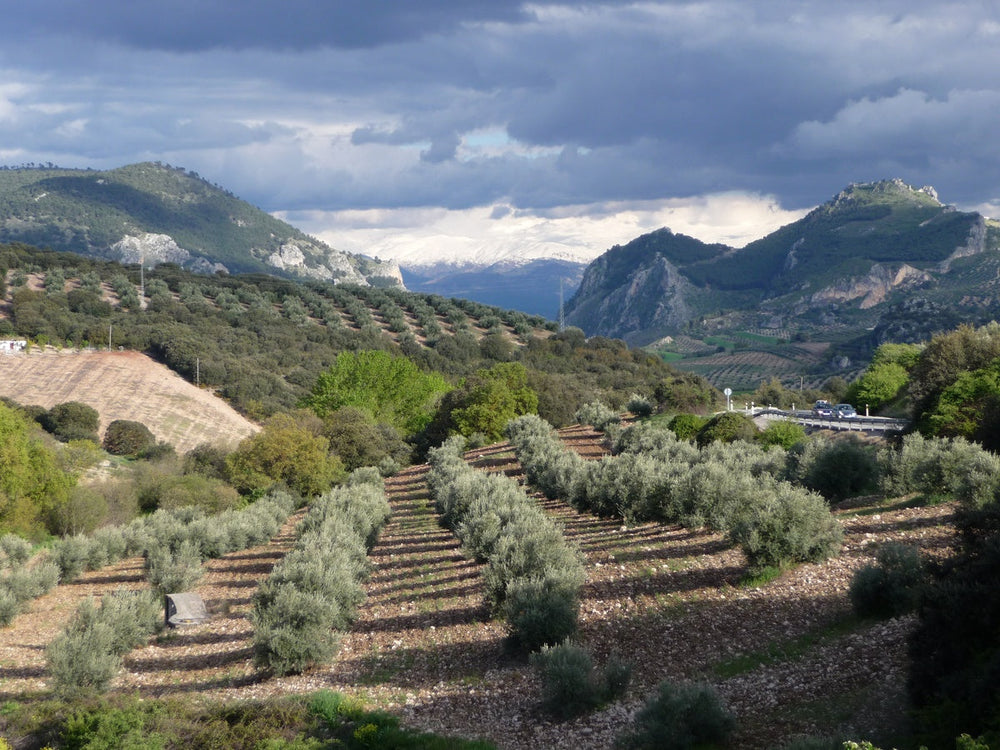 Olive Oil From Spain