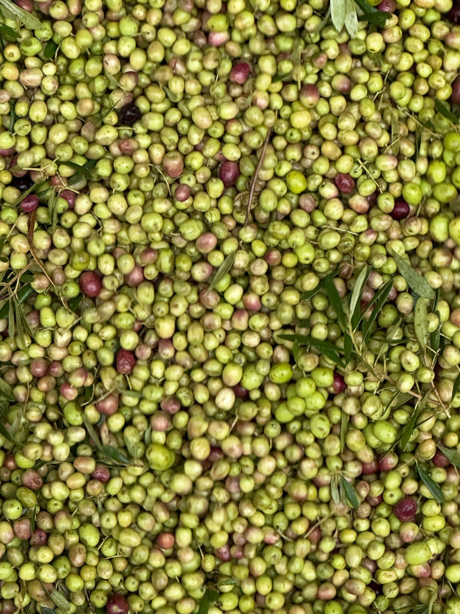 Freshly picked green olives