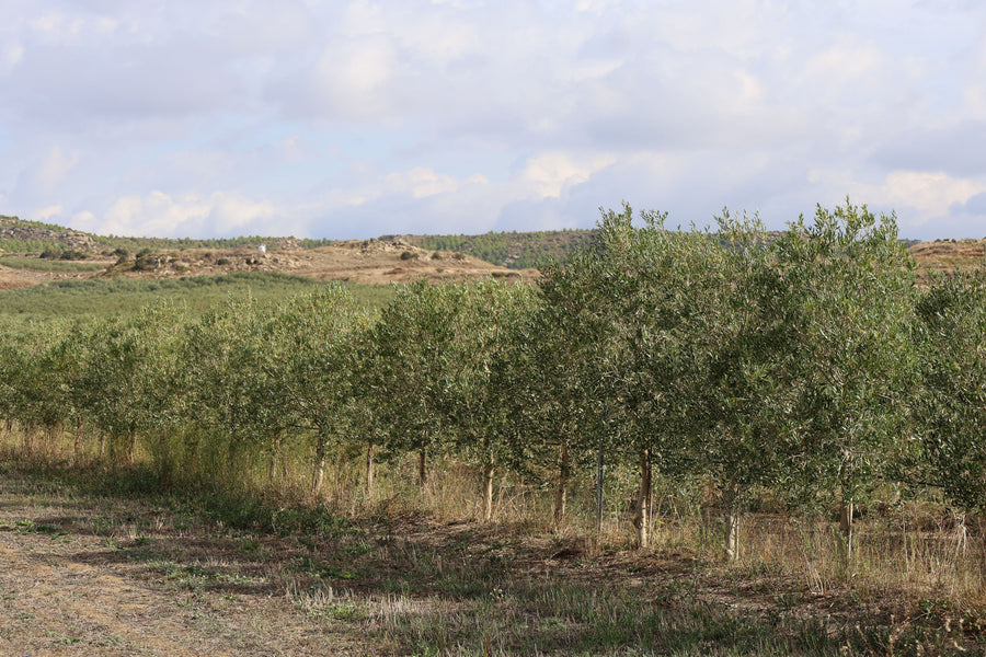 Rows of olive trees on the family farm in Zaragoza