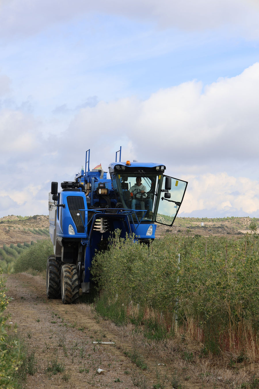 Harvesting olives in the grove