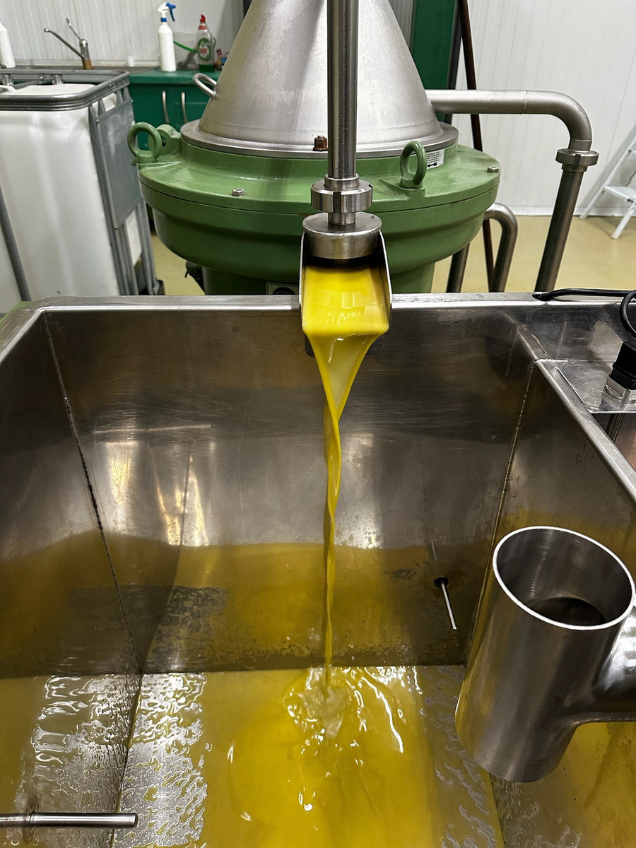 Fresh olive oil flowing from the press at the mill
